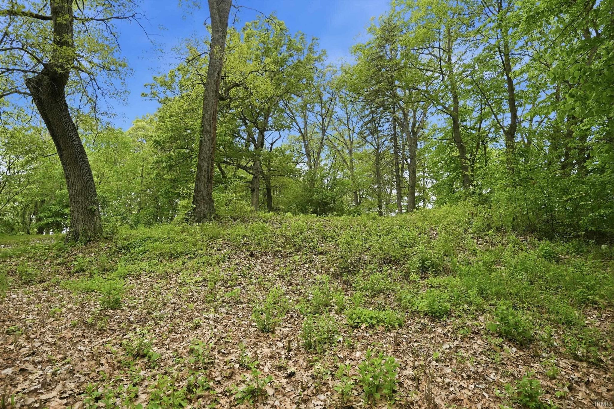 Image of 000 Ln 131c Turkey Lake